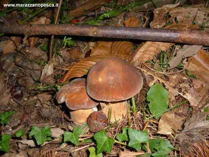  Image name: 135 Porcino.jpg 
 width: 700 pixel 
 height: 525 pixel 
 Size: 34740 bytes 
 Click to enlarge 